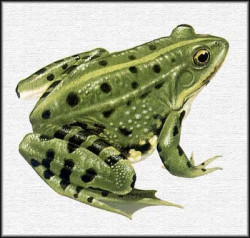 Adi&oacute;s, Leticia, adi&oacute;s 