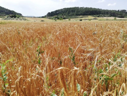 Agricultores y ganaderos podr&aacute;n solicitar las ayudas de la PAC para 2020 hasta el 15 de junio
