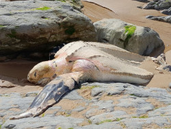 Aparece el cad&aacute;ver de una tortuga la&uacute;d en la playa de Portio