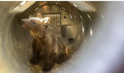 Asturias libera a la osezna Cova tras su rehabilitación en centros de Cantabria y León