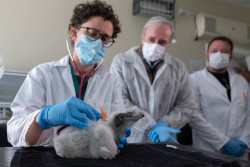 Azcón elogia el "papel fundamental" de Aragón en la conservación del quebrantahuesos