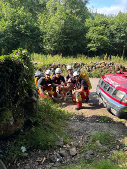  Bomberos rescatan a una perra ca&iacute;da en una sima en un monte de Villasuso en Cieza