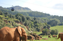 Cab&aacute;rceno y el Zoo de Santillana del Mar documentar&aacute;n el comportamiento de los animales durante el eclipse