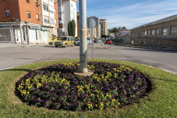 Camargo planta un millar de violas para embellecer sus espacios públicos en la campaña de otoño-invierno