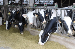 Cantabria destinará 810.000 euros en ayudas para el control lechero en asociaciones de criadores y entidades