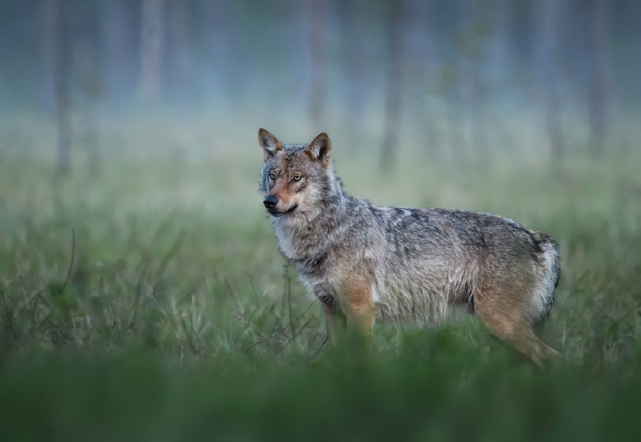 Cantabria ha eliminado 20 lobos en el Plan de Gesti&oacute;n en 2026 y 58 desde abril de 2025