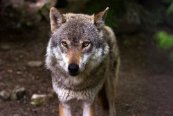 Cantabria y otras 11 CCAA denuncian ante la UE la "actitud arbitraria" del Gobierno con la gesti&oacute;n del lobo