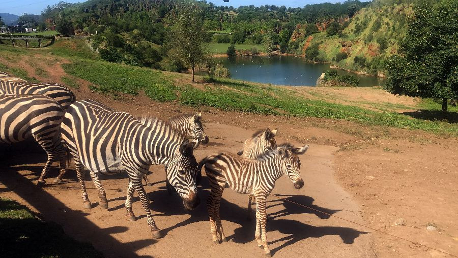 Cantur licita las obras de renovaci&oacute;n del saneamiento del Parque de Cab&aacute;rceno