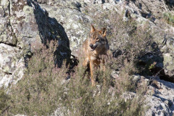 Catorce CCAA anuncian medidas judiciales contra el Gobierno para que cumpla la norma nacional y europea sobre el lobo