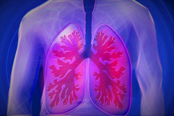 C&eacute;lulas madre de la membrana amni&oacute;tica placentaria ralentizan la cicatrizaci&oacute;n pulmonar en la fibrosis pulmonar