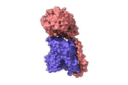 Cient&iacute;ficos espa&ntilde;oles `ponen cara` a prote&iacute;nas esenciales para la vida celular implicadas en el c&aacute;ncer o el Alzheimer