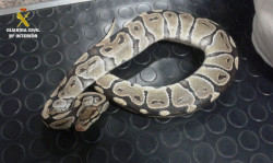 Condenado por enviar en un t&uacute;per y una caja una pit&oacute;n y dos lagartos sin comida, bebida, ni ventilaci&oacute;n