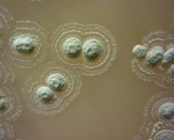 Consiguen las primeras im&aacute;genes de la estructura bacteriana para ayudar a combatir las superbacterias
