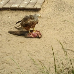 Continúa el descenso reproductivo del milano real en Doñana pese a ser "su principal refugio" en Andalucía