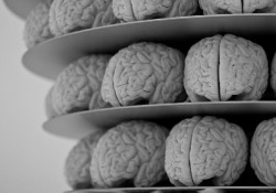 Cultivan en laboratorio organoides de `mini cerebro` que maduran de manera muy similar a los cerebros de lo humanos