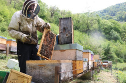 Cultura ofrece ayudas a productores de miel y arándanos para prevenir ataques del oso y luchar contra la avispa asiática