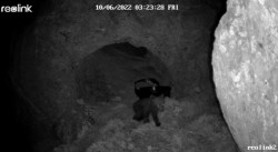 CyL mantendr&aacute; la vigilancia en la Monta&ntilde;a Palentina para localizar a la osa y el osezno tras perderles la pista