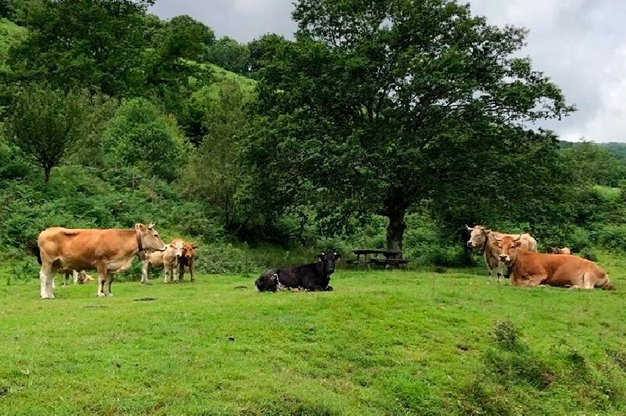 Desarrollo Rural comenzar&aacute; a abonar la pr&oacute;xima semana las ayudas ecol&oacute;gicas y del engorde de terneros
