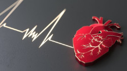 Descubierto un mecanismo clave que controla el desarrollo del coraz&oacute;n