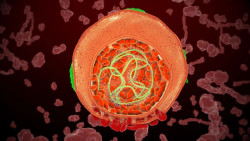 Descubren c&oacute;mo el virus de la hepatitis C elude el sistema inmunitario para causar una infecci&oacute;n cr&oacute;nica