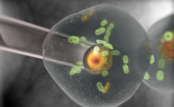 Descubren el modo `todoterreno` que permite que las c&eacute;lulas se muevan libremente por el cuerpo