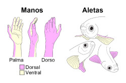 Descubren en los peces el origen de las diferencias entre el dorso y la palma de las extremidades