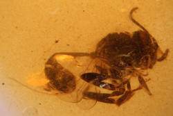 Descubren una nueva especie de avispa fósil en el ámbar de El Soplao de hace 105 millones de años