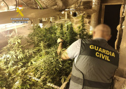 Desmantelan una plantaci&oacute;n de marihuana en el desv&aacute;n de una vivienda en Vi&eacute;rnoles (Torrelavega)