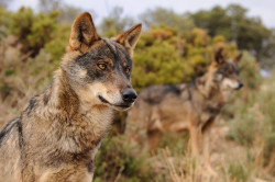 Despu&eacute;s del lobo, &iquest;le toca al oso? ?.   Por Carlos Magdalena