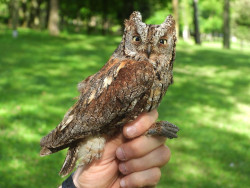 Detectadas 30 parejas reproductoras de autillo europeo en los parques de Santander