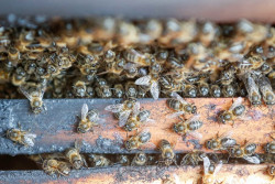 Dos j&oacute;venes se formar&aacute;n en la explotaci&oacute;n ap&iacute;cola `Abeja Negra` de Vald&aacute;liga dentro del Programa CULTIVA