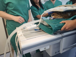 Dos leones africanos de Cabárceno recuperan movilidad con un tratamiento pionero del Hospital Veterinario de la ULE