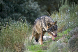 Ecologistas en Acci&oacute;n alerta de "manipulaci&oacute;n pol&iacute;tica" en la evaluaci&oacute;n del estado del lobo ib&eacute;rico