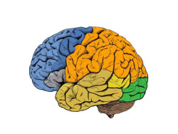 El cerebelo puede haber desempe&ntilde;ado un papel importante en la evoluci&oacute;n del cerebro humano