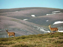 El Gobierno prev&eacute; estudiar la tipificaci&oacute;n como delito de todo el comercio de especies silvestres de origen ilegal