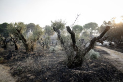 El Gobierno prev&eacute; m&aacute;s evacuaciones por los incendios de Madrid, &Aacute;vila y Toledo