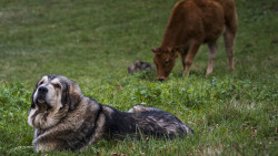 El lobo, el ganadero y la pol&iacute;tica  Por Carlos Magdalena