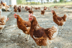 El Ministerio de Agricultura levanta el confinamiento de aves de corral en toda Espa&ntilde;a desde hoy