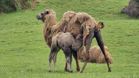 El Parque de Cab&aacute;rceno celebra el octavo nacimiento de un ejemplar de camello bactriano
