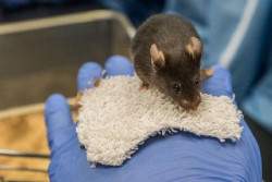 El poder de la luz y el ox&iacute;geno elimina la prote&iacute;na de la enfermedad de Alzheimer en ratones vivos