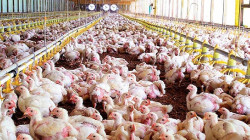 El precio del kilo del pollo se encarece un 12% en la &uacute;ltima semana, hasta 3,19 euros, seg&uacute;n COAG