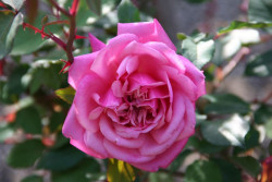 El Real Jard&iacute;n Bot&aacute;nico-CSIC presenta el nuevo cat&aacute;logo en l&iacute;nea de su rosaleda, que documenta 296 rosas de la colecci&oacute;n