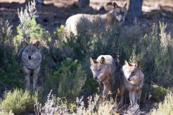 El Supremo confirma la anulaci&oacute;n de extracciones de lobos autorizadas por Cantabria en 2022