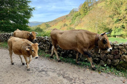 Entran hoy en vigor en Cantabria las nuevas medidas contra la dermatosis nodular