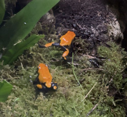 FOTO Cab&aacute;rceno incorpora dos especies de ranas amaz&oacute;nicas venenosas a su reptilario