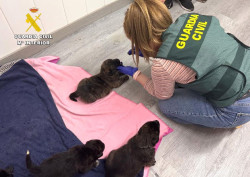  Investigado un vecino de Santiurde de Toranzo por el abandono de ocho cr&iacute;as de perro en una bolsa en un &aacute;rbol