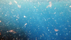 Investigadores advierten de que los micropl&aacute;sticos "est&aacute;n en todas partes" y su ingesta es "inevitable"