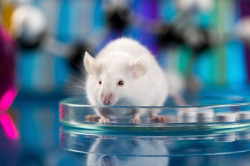 Investigadores afirman haber rejuvenecido y prolongado la vida de ratones ancianos con reprogramaci&oacute;n gen&eacute;tica
