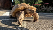 Investigadores de la UC analizan las pisadas de tortuga para interpretar huellas de animales de hace 250 millones de a&ntilde;