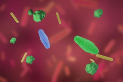 Investigadores demuestran que una bacteria intestinal de origen animal podr&iacute;a prevenir la enfermedad cardiovascular